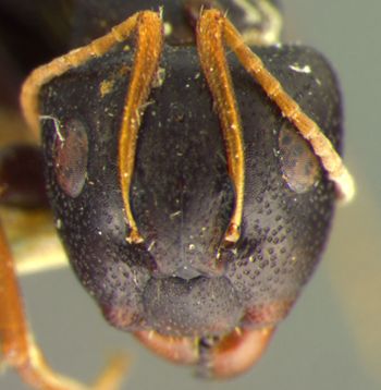 Media type: image; Entomology 22841   Aspect: head frontal view